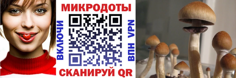 дарк нет Telegram  купить наркотик  blacksprut маркетплейс  Чадан  Галлюциногенные грибы Psilocybine cubensis 